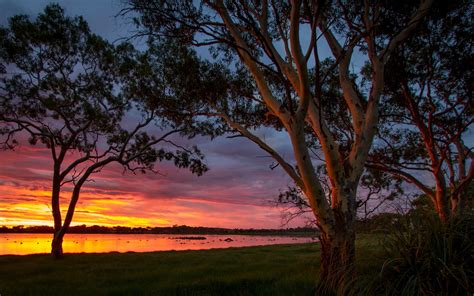 Wallpaper Big Swamp Australia Water Trees Sunset 1920x1200 Hd