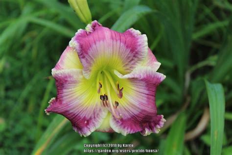Photo Of The Bloom Of Daylily Hemerocallis Ring The Bells Of Heaven