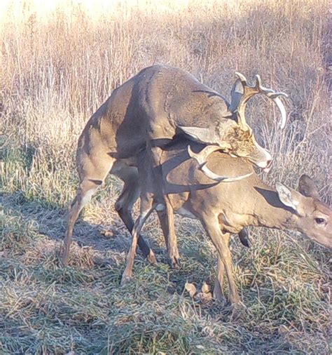 Best Deer Photos Since Ive Owned This Farm Deer Hunter