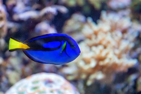 12 Gorgeous Animals Of The Coral Reef