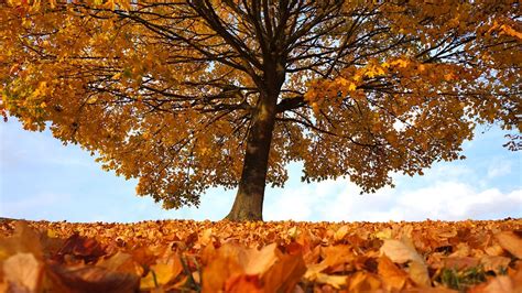Herbst Baum Landschaft · Kostenloses Foto Auf Pixabay