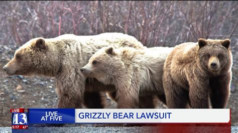 Lawsuit Asks Government To Reintroduce Grizzlies In Much Of The West