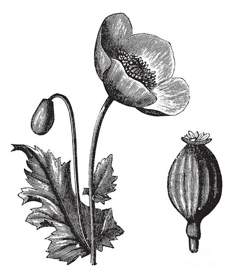 Opium Poppy Or Papaver Somniferum Digital Art By Morphart Creation