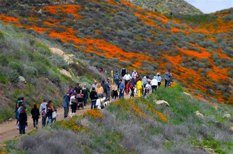 First off, before you head out the door in search of pretty blooms, pack a bag! Wildflower superbloom: Where to see Southern California best