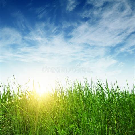 Green Grass And Sun Rays Stock Photo Image Of Lawn Flower 13564026