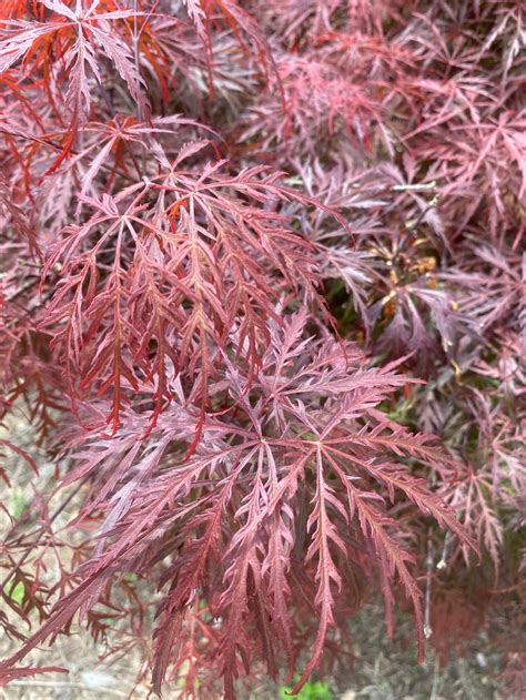 Acer Palmatum Bewelys Red Red Lace Leaf Japanese Maple Maple Ridge