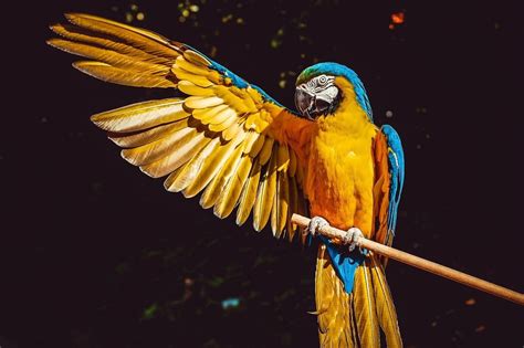 🦜 12 Pretty Good Facts about Parrots - Fact City