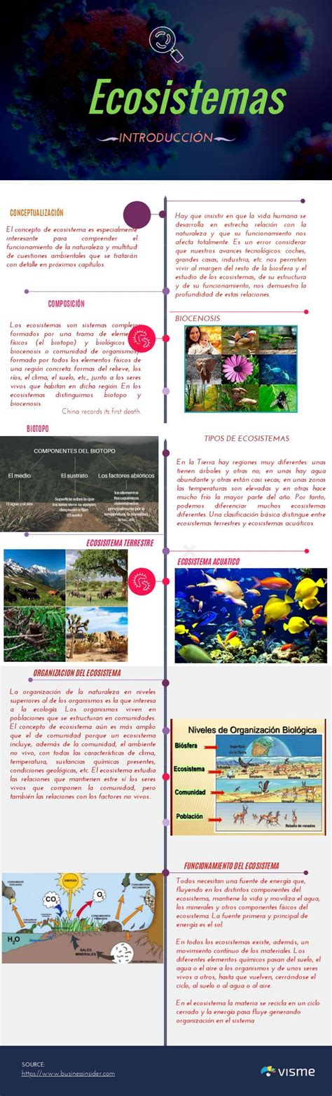 Infografia De La Composicion De Un Ecosistema Ecosistemas Images