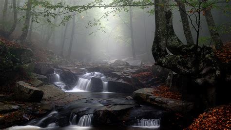 Stream In A Foggy Forest 1920x1080 Xpost Rfoggypics Photo By Manuel