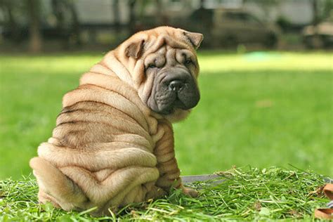 Chinese Shar Pei Breed Information Pictures And More