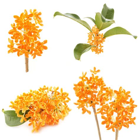 Scentree Osmanthus Absolute Cas N° 68917 05 5