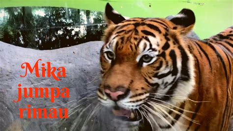 Looking for an exhilarating experience with family and friends? Zoo Negara Malaysia - YouTube