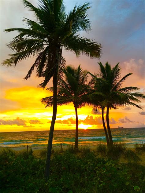 Pin De Tracy Wilson En Beach Sunrise Sunset And Palm Trees Palmeras