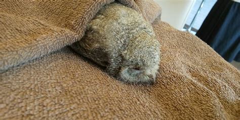 25 Photos Cute Little Owls Sleeping On Their Stomachs Due To Their