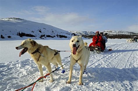 Husky Dog Sledding Across A Frozen Fjord