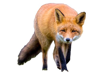 Fox No Background Png Play