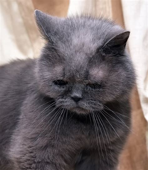 British Gray Shorthair Cat Stock Photo Image Of Muzzle 151373048