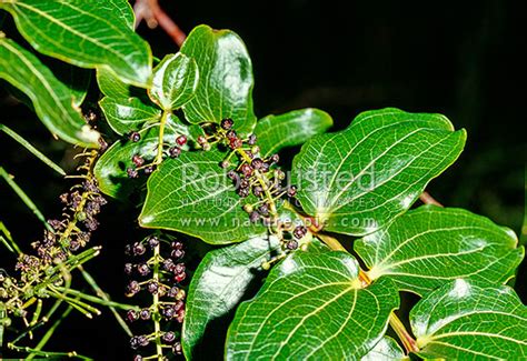 Native Tutu Leaves And Berries Coriaria Arborea Tararua Forest Park