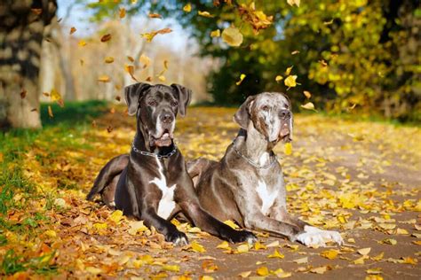 Male Vs Female Great Dane Which Is Better