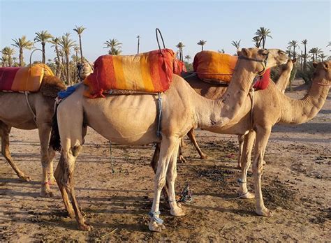 See more of palm springs aerial tramway on facebook. Sunset Camel Ride Tour in Marrakech Palm Grove - 2020 ...