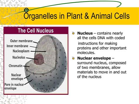 The complete set of all the organism's dna. PPT - Cells PowerPoint Presentation - ID:2018437