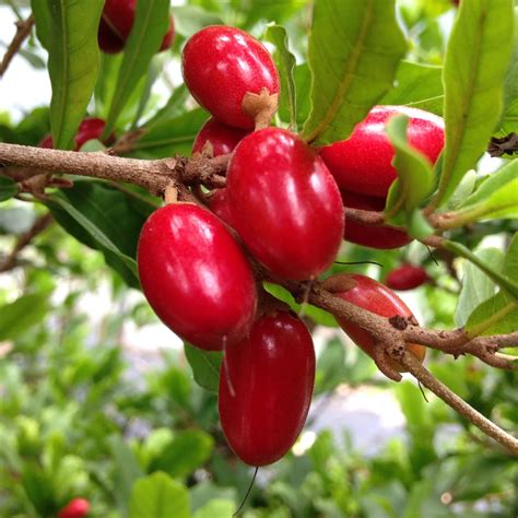 The Miracle Fruit: It Miraculously Turns Sour Tastes Into Sweet