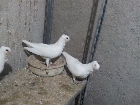 الحمام الرومي الحمام الرومى الحمام الرومى الاصلى الحمام الرومي. Beauty Of Pigeons/جمال طيور الحمام: حمام انجليزي