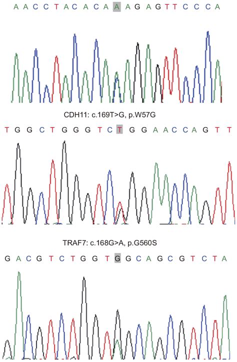 Sanger Sequencing Validation Of Point Mutations In The Secretory Download Scientific Diagram