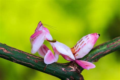 Mantis Religiosa Orquídea Todo Lo Que Necesitas Saber