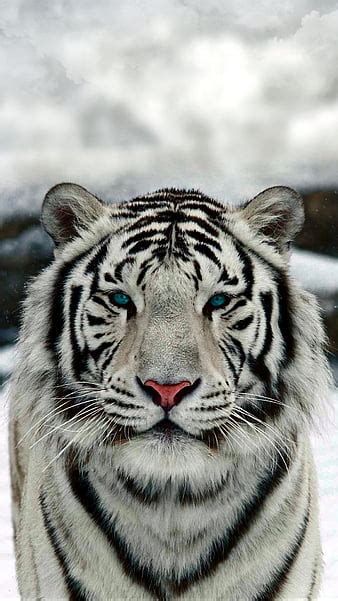 Snow White Tiger
