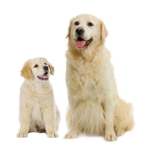 National Golden Retriever Day A Tribute To These Lovable Canines 2023