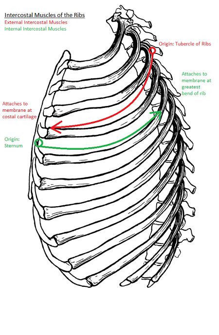 Intercostal Muscles Definition Location And Function