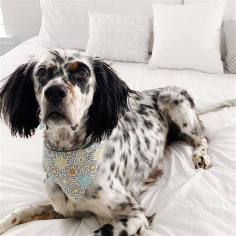 15 Cool Facts About English Setters