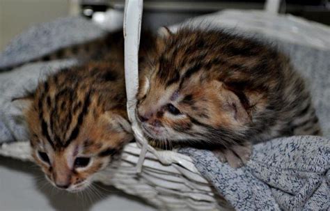 Only if said kitten becomes unfit for sale will the deposit be transferred to a new kitten or refunded, litter and prices may change due to color and quality. F2 Bengal Kittens for Sale in Tallahassee, Florida ...