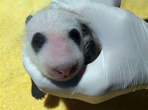 National Zoos Baby Panda Gets First Checkup Wtop News