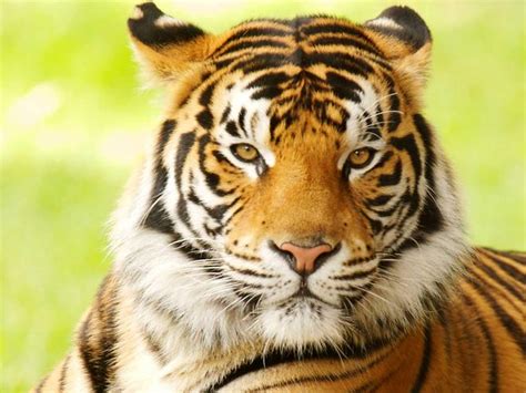 The meaning and symbolism of the word - «Tiger»