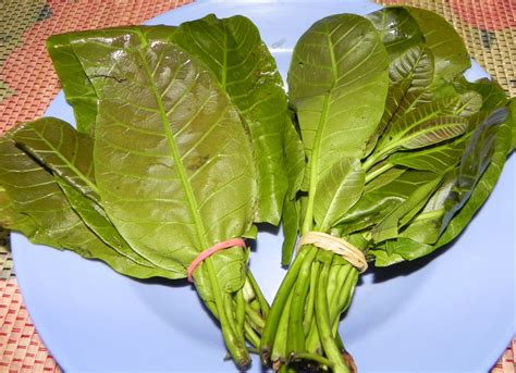 Diet Sihat: Pucuk Gajus