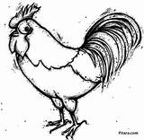 Animals Domestic Coloring Pages Rooster Pitara sketch template