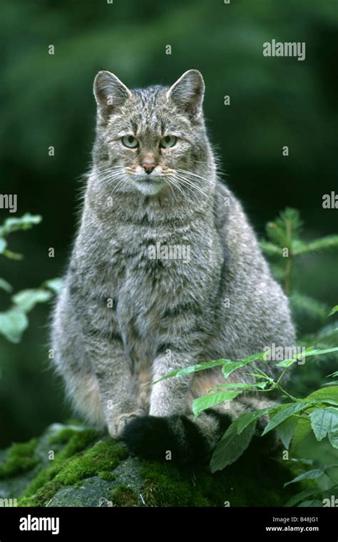 Eurasian Wildcat Felis Silvestris Wildkatze Nationalpark Bayerischer