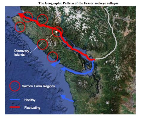 Here S Why I Think Salmon Farms Are Gatekeepers To Fraser Sockeye