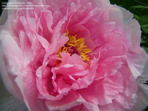 Plantfiles Pictures Hybrid Suffruticosa Tree Peony Yoshino Gawa