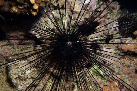 Long Spined Sea Urchin Diadema Setosum Leske 1778 Flickr
