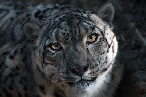 50 Snow Leopard Facts About The Ghost Of The Mountains