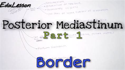 Posterior Mediastinum Borders Heart Anatomy Youtube