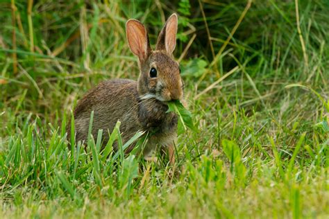 Rabbits Prefer Eating Plants That Are Packed With Dna