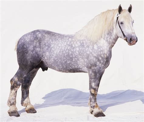 Percheron Horse Breed Profile