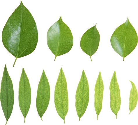 Green Leaves Plant Leaves Free Download Pictures Nature Projects