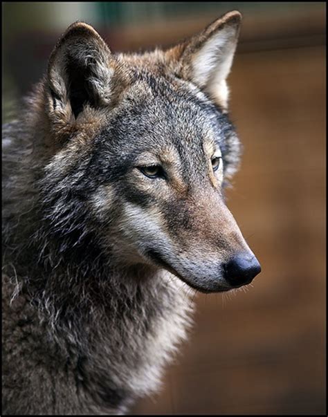 468 Best Images About Wolves On Pinterest