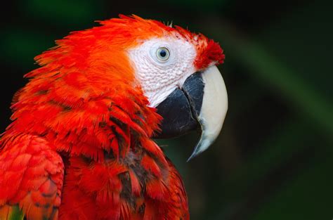 Darmowy Obraz Papuga Ara Natura Papuga Zwierzę Ptak Egzotyczne