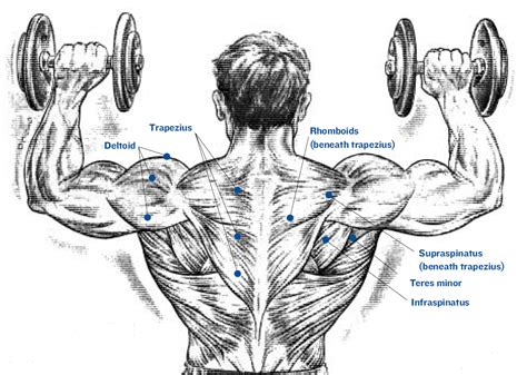 The Shoulders Workout For Beginner Advanced Beginner Intermediate Advanced Shoulder